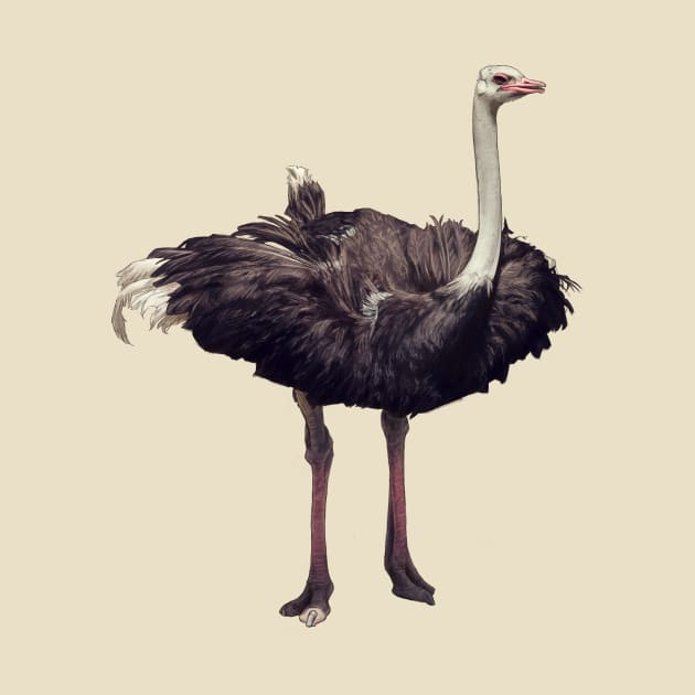 Ostrich by Atarial