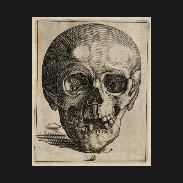 Anterior Skull, Unknown by nickedenholm