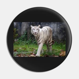 White Bengal Tiger Pin