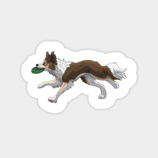 Running Tricolor Brown Border Collie with Frisbee Magnet