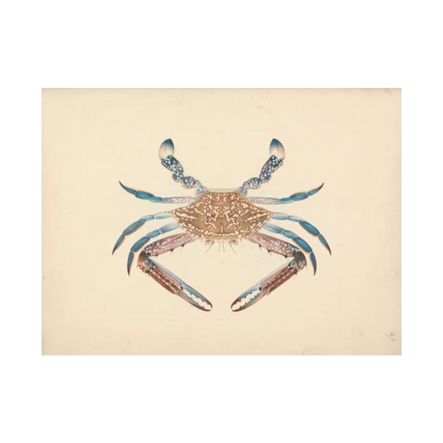 Portunua pelagicus (Blue Crab) by Luigi Balugani by Classic Art Stall