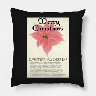 Pink Poinsetta Genus Christmas Card Pillow