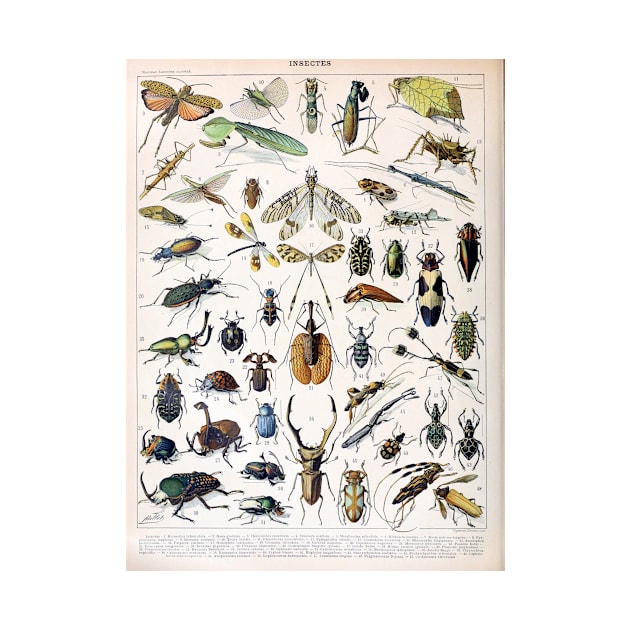 Vintage French Adolphe Millot Insects by pdpress