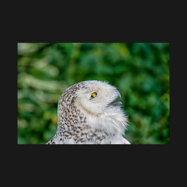 Head of snowy owl by Photopat