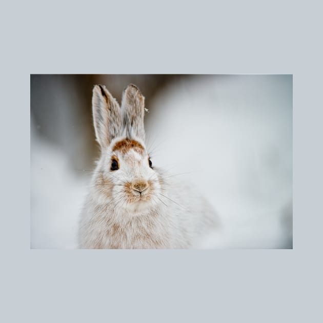 Snow Shoe Hare by jaydee1400