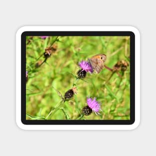 Ringlet Butterfly Magnet