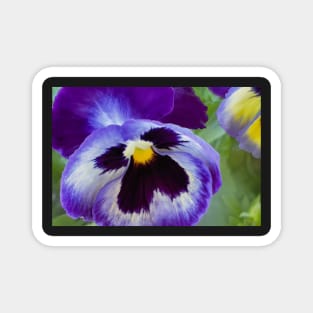 Blue Pansy Magnet