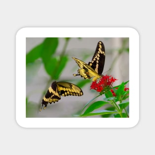 Tiger swallowtail butterflies Magnet