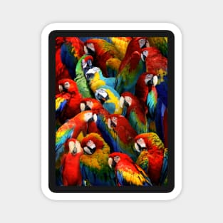 Parrots Magnet