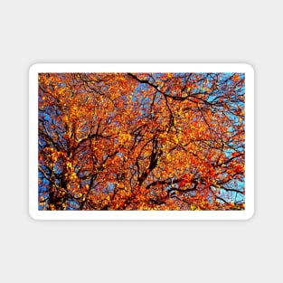 Spectacular curved branches of beech trees strewn with yellow and orange leaves Magnet