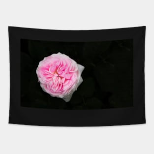 Pink flower in bloom Tapestry