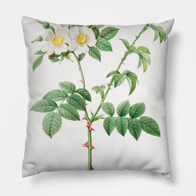 Brier Bush Rose or Dog Rose (Rosa Leucantha) (1817–1824) by Pierre-Joseph Redouté and Henry Joseph Redouté Pillow by Elala