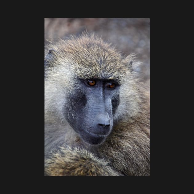 Olive Baboon Portrait by Carole-Anne