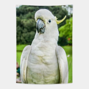 Sulphur-Crested Cockatoo Tapestry