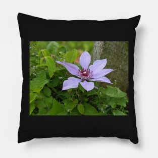 Lavender Flower 2 Pillow