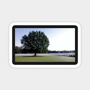 Tree in Pasture Magnet