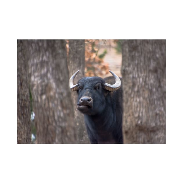 Water Buffalo Woolaroc Wildlife Preserve Oklahoma by Debra Martz