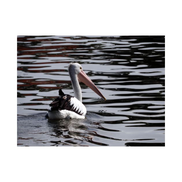 Australian Pelican by kirstybush