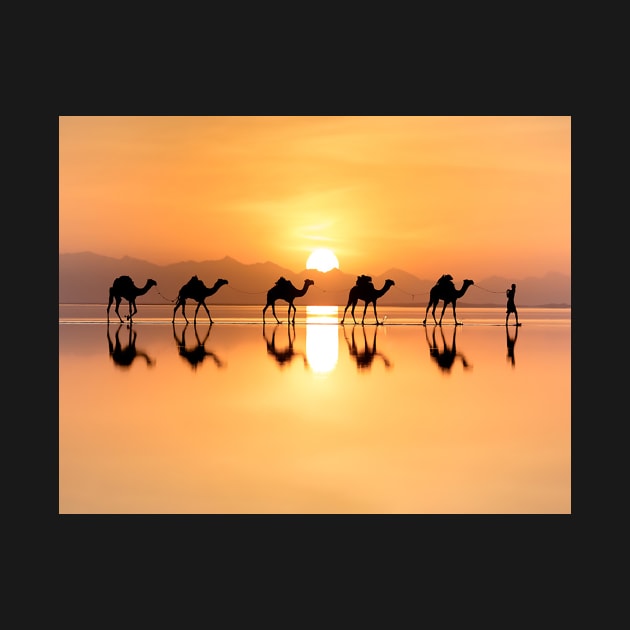 Travelling camels through desert sunset-nature by NP-Pedia