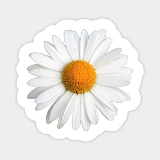 White Daisy Magnet