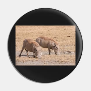 A pair of Warthog grazing in the Ngorogoro Crater Pin