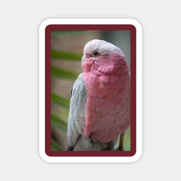 Galah Magnet by Jacquelie