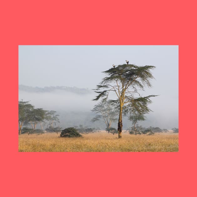 Morning Ritual in the Fog. Lake Nakuru, Kenya. by Carole-Anne