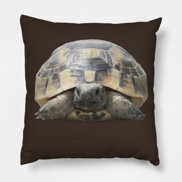 Greek Tortoise Testudo Tucked In Shell Cut Out Pillow by taiche