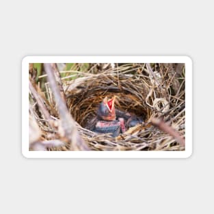 Baby Northern Cardinal In Its Nest Magnet