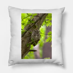 Eastern Screech Owl Pillow