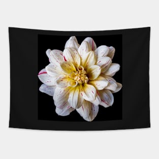 Picasso Dahlia on Black Tapestry