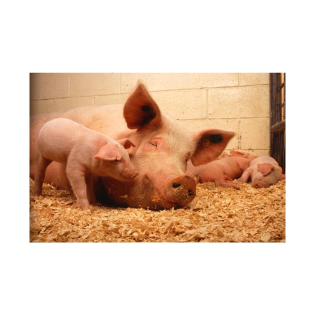 Sow and Piglets by Bravuramedia