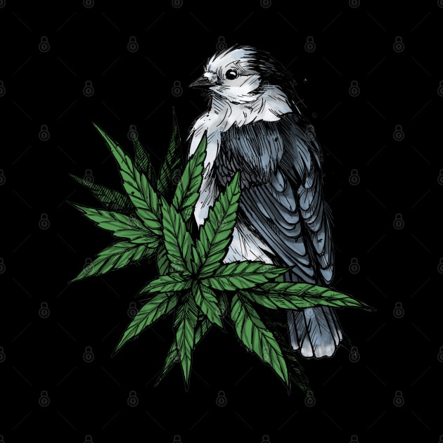 Gray Jay in shrubs by birdninjaart