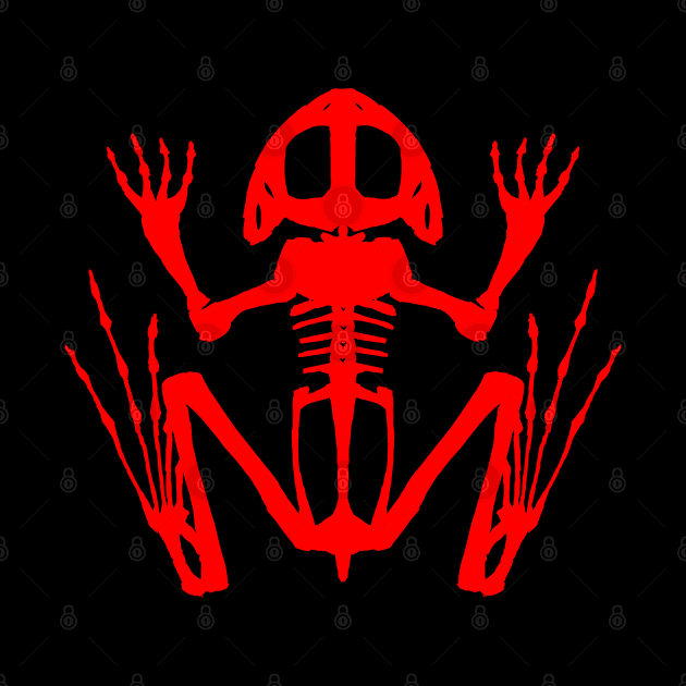 Frog Skeleton by braincase