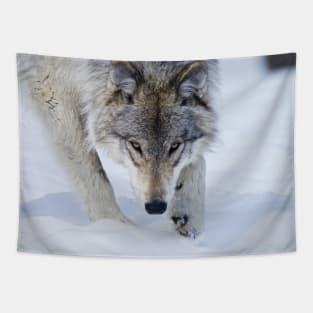 Gray Wolf Tapestry