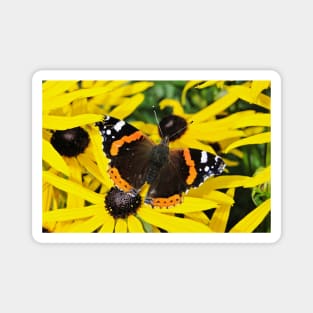 Vanessa Atalanta on Rudbeckia Magnet