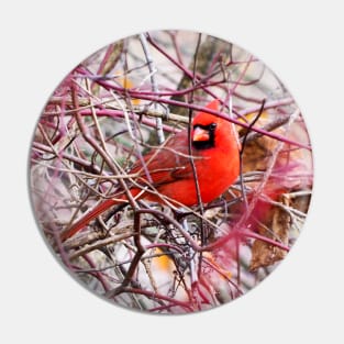 Northern Cardinal Hiding In A Bush Pin