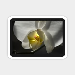 White Orchid Magnet