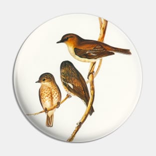 Dusky Robin (Petroica fusca) Pin