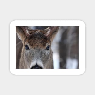 White-tailed Deer Buck up close and personal Magnet