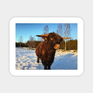 Scottish Highland Cattle Bull 2264 Magnet