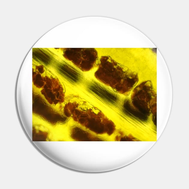 Banana peel under the microscope Pin by SDym Photography