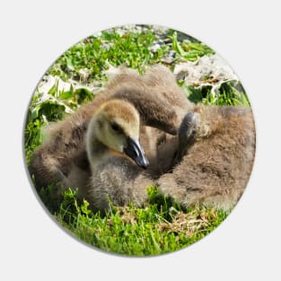 Canada Geese Goslings Resting On The Grass Pin