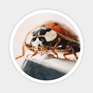 Ladybug Macro Circle Photograph Magnet