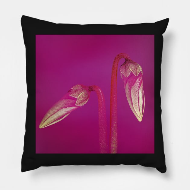 Two Cyclamen Buds with Pink Background Pillow by TonyNorth