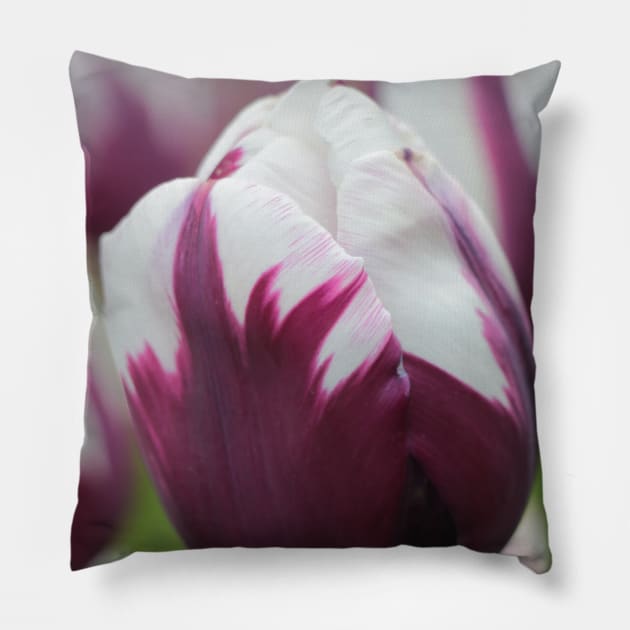 Tulip in White and Purple Pillow by OVP Art&Design