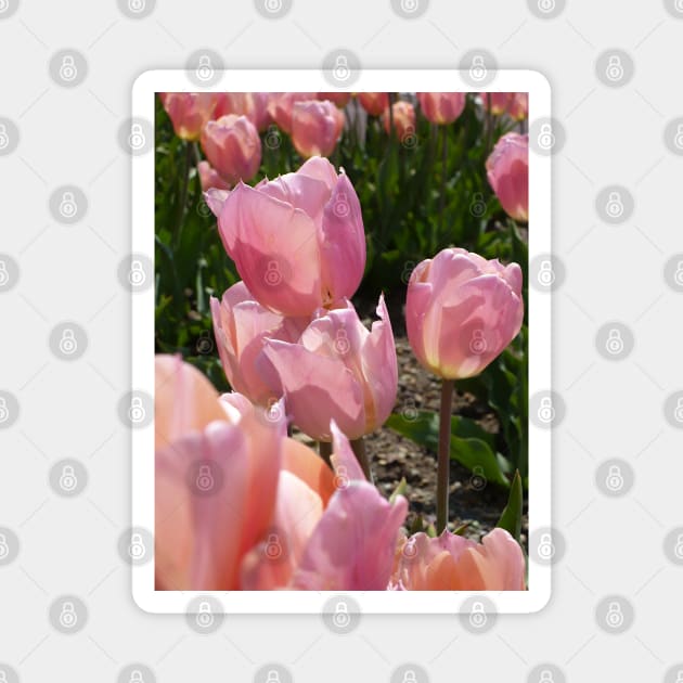 Pink Tulips Magnet by H. R. Sinclair