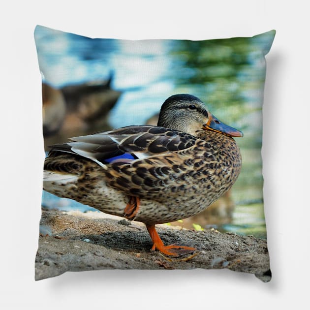 Mallard Duck Standing On One Leg Pillow by BackyardBirder