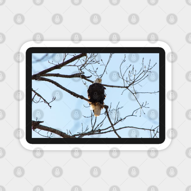 Bald Eagle Magnet by Drgnfly4free