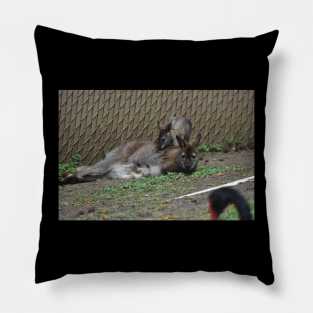 Wallaby and Joey Pillow